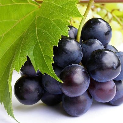 екстрактът от гроздови семена понижава нивата на лошият холестерол и предпазва кръвоносните съдове от увреждане.