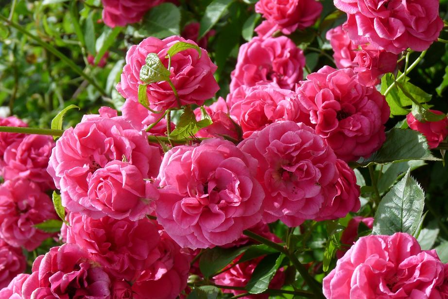 Има над 7000 разновидности на розата по света.