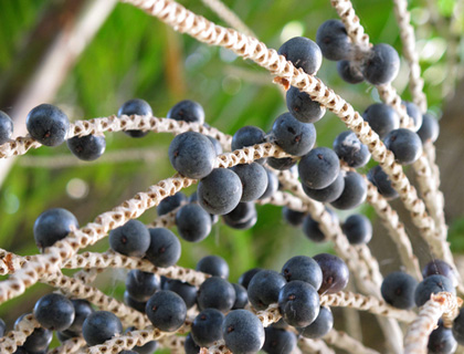 Acai плодовете (Euterpe oleracea) са признати от цял свят, заради лечебните си свойства.
