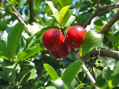 Ацеролата прилича на череша или вишна - плод, които съдържа голямо количество витамин Ц.