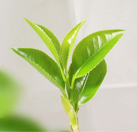 „Fit Line Green Tea“ - екстракт от зелен чай под формата на таблетки, който има страхотно действие да регулира теглото, като за целта ускорява обмяната на вещества. 