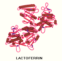 Lactoferrin е гликопроеин важен за организма, подсилва имунната система и е добър антиоксидант