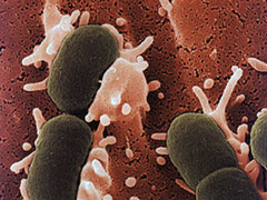 Червената Боровинка убива бактериите, които са полепнали по пикочните пътища