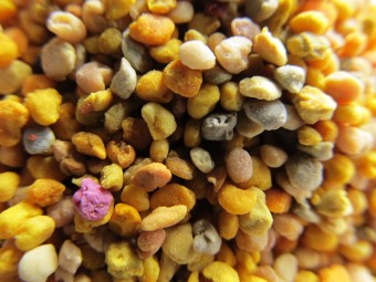 Пчелният прашец представлява зърна с овална форма и размер от 10 до 150 микрона.