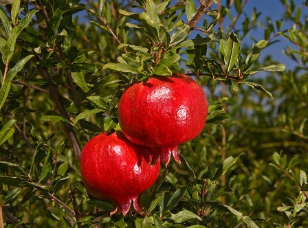 Pomegranate капсули на Nature`s Way подобрява издръжливостта и може да увеличи защитните сили на тялото. 