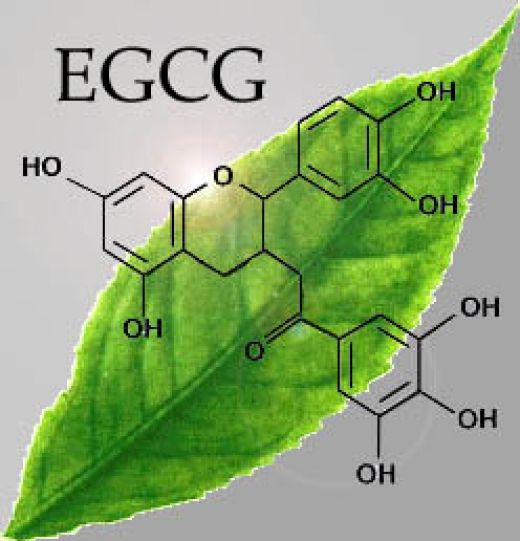 EGCG - Епигалокатехин Галат от зелен чай капсули на супер цена помага да се поддържа здравословно регулиране на клетъчния цикъл.