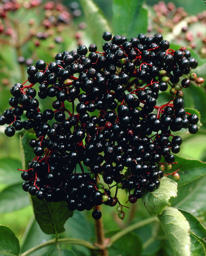 Elderberry Extract от Now Foods има противовъзпалителни свойства и тонизира организма, помага при ревматизъм и подагра.