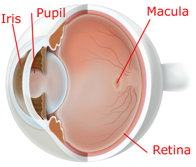 Vision Guard Plus на супер цена може да подобри циркулацията на окото и да засили зрението.