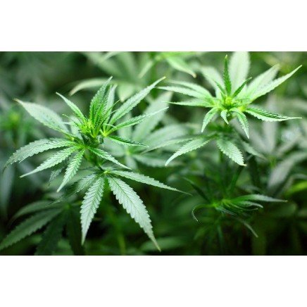 PVN-98093 - CBD E-Liquid 30 mg 10 ml в категория CBD Вейп. CBD E-Liquid 30 мг 10