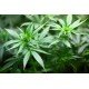 PVN-98093 - CBD E-Liquid 30 mg 10 ml в категория CBD Вейп. CBD E-Liquid 30 мг 10