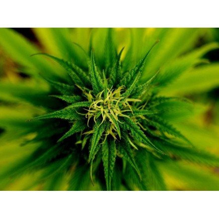 PVN-98093 - CBD E-Liquid 30 mg 10 ml в категория CBD Вейп. CBD E-Liquid 30 мг 10