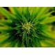 PVN-98093 - CBD E-Liquid 30 mg 10 ml в категория CBD Вейп. CBD E-Liquid 30 мг 10