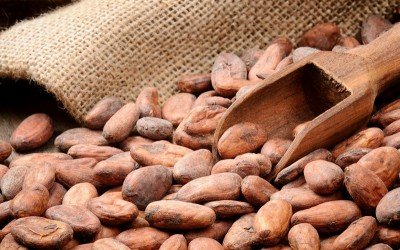 5 страхотни ползи от консумацията на сурово какао