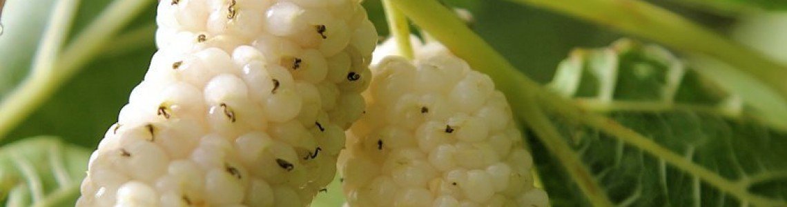 Чудотворната бяла черница – дар от Китай за прекрасно здраве