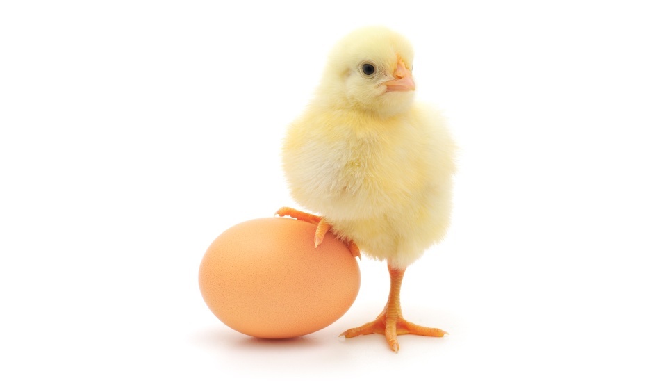 Яйцата съдържат яйчен протеин