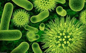 Вирусите и бактериите са опасни за здравето на човека, но са различни видове инфекции