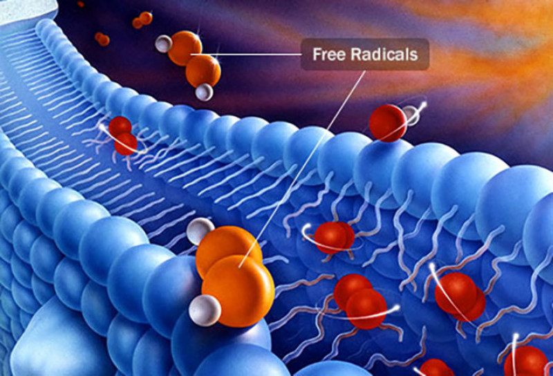 Свободните радикали предизвикват разрушаване на клетките, стареене и оксидативен стрес