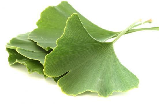 Гинко Билобата е растение, притежаващо хилядолетна история и незаменими ползи за организма.