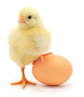 Номер 1 източник на протеини са целите яйца. 