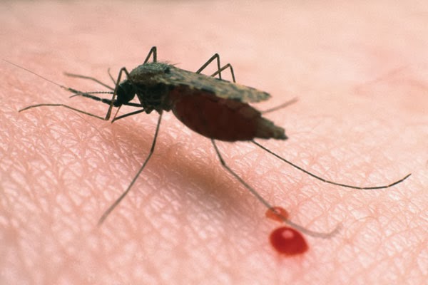 Артемизинин Плюс на топ цена помага срещу малария и има противовъзпалително действие