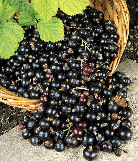 Blackcurrant extract от Jarrow Formulas е общо-укрепващо средство и понижава нивото на холестерол в кръвта.