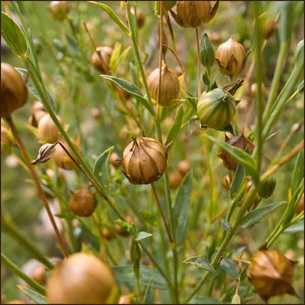 Cold Milled Flax seeds от Jarrow Formulas влияе благоприятно на бъбречната и чернодробната дейност и подобрява храносмилането.