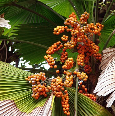 Red Palm Oil от Jarrow Formulas подобрява мозъчните функции и има антиоксидантни свойства
