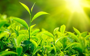 Green Tea Extract от Myprotein укрепва имунната система и помага срещу вируси