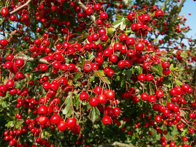 HeartCare™ Standardized Hawthorn на топ цена съдържа екстракт от глог, който подпомага сърдечно-съдовата система
