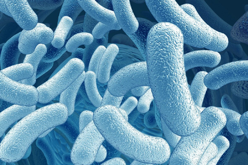 Primadophilus Optima Adult 50 + 50 billion active probiotics от Nature`s Way на топ цена подпомага имунитета