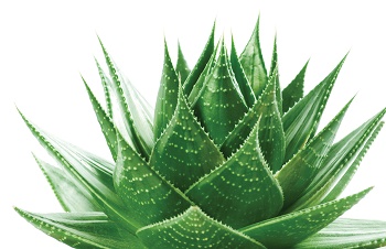 Aloe Vera 10000 & Probiotics от Now Foods подобрява храносмилането и укрепва имунитета