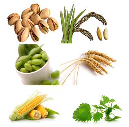Beta-Sitosterol Plant от Now Foods е подходящ за употреба при атеросклероза, климактерични разстройства. 