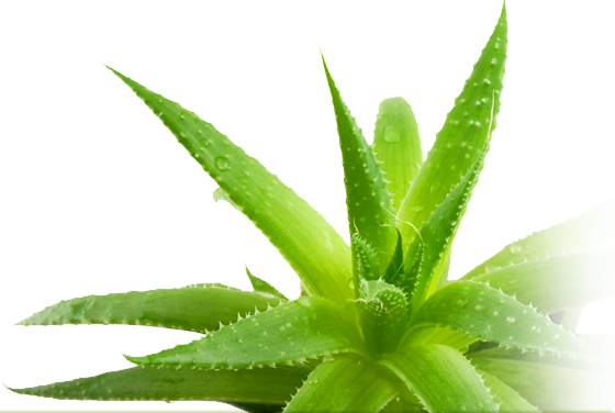 Aloe Vera Liquid от Prozis Foods предпазва от сърдечно-съдови заболявания и намалява холестерола