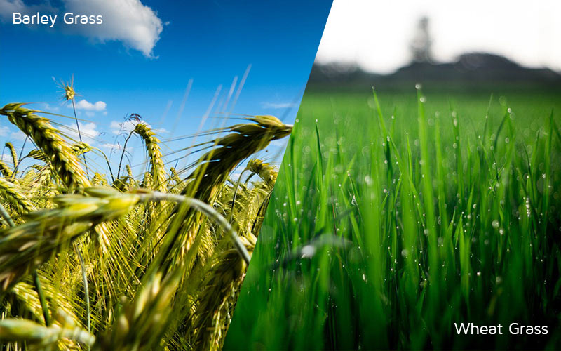 Eчемични и пшенични стръкове от Rainforest Foods подпомага нервната система и засилва имунитета
