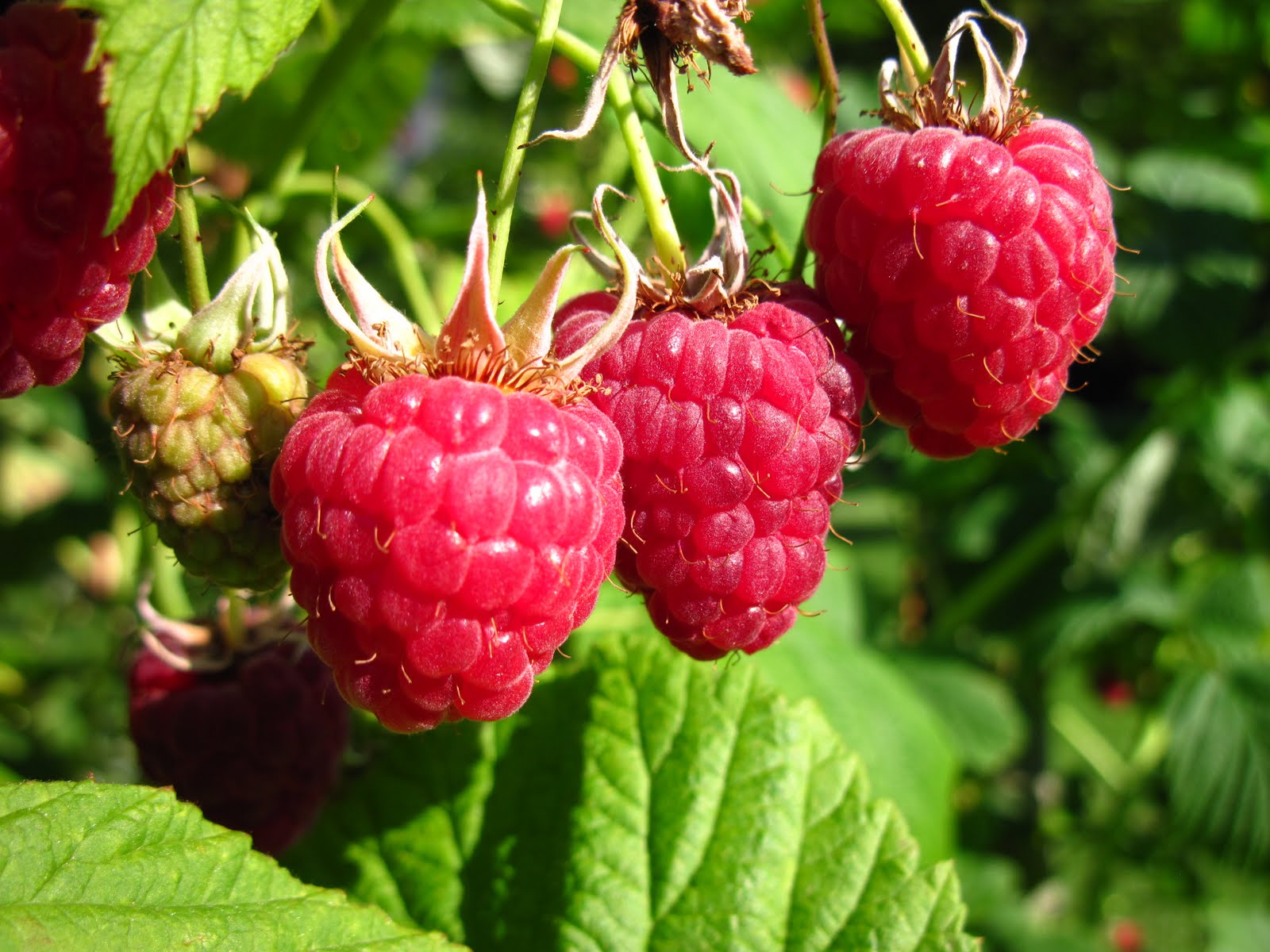 Raspberry Ketones от Supplement Spot подобрява метаболизма и помага за постигане на по-стройна фигура